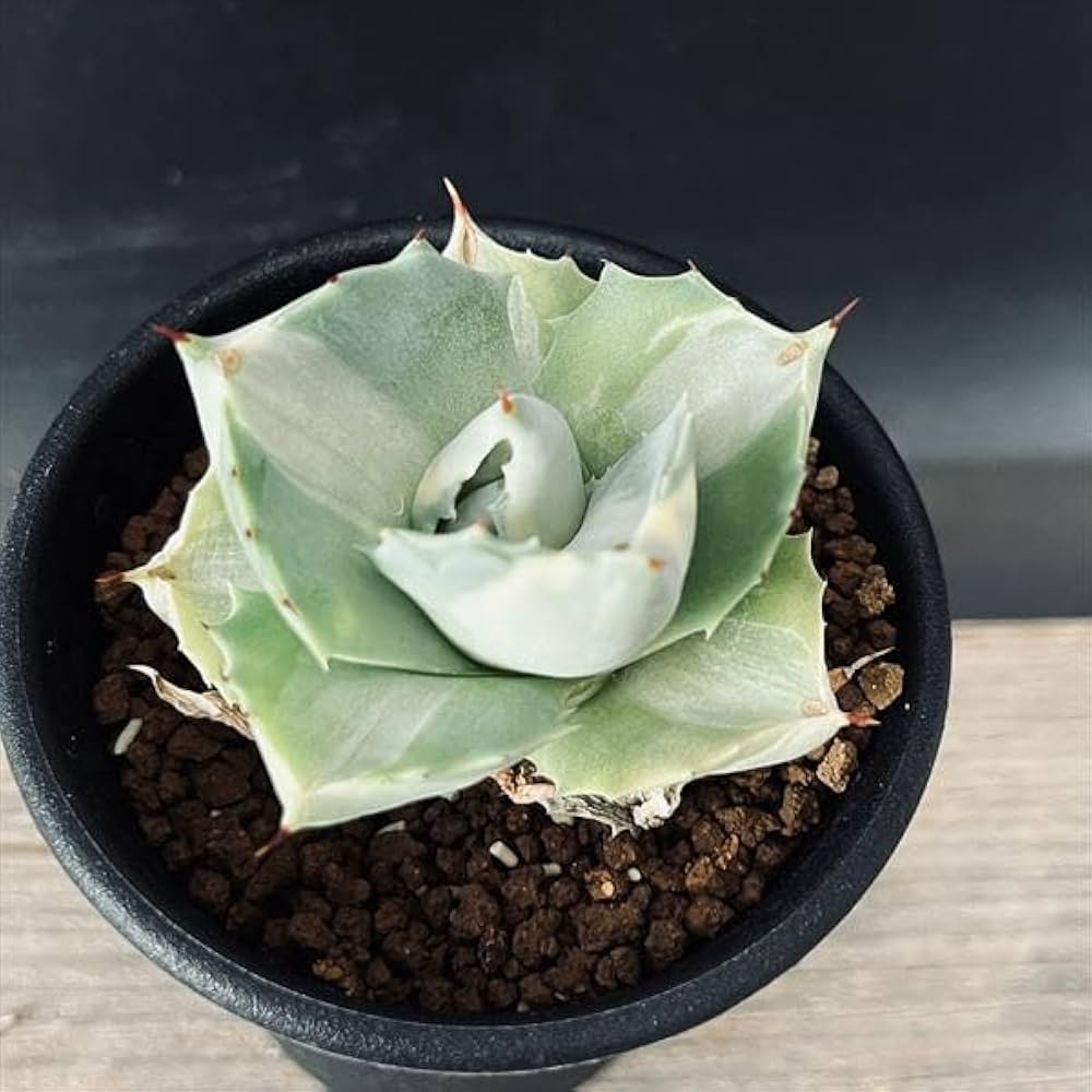 Amazon｜多肉植物：アガベ王妃雷神 白中斑*S｜観葉植物